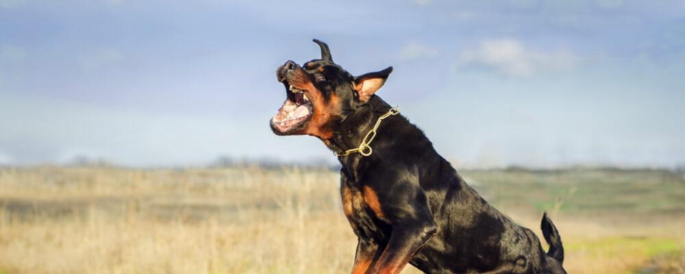 Rolling Meadows dog bite injury attorney